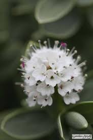 Find images of garden beauty. Garden Plants To Buy Online From Garden Beauty Fast Uk Delivery