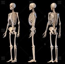 The number is the same in both males and females. Rib Skeleton Stock Photos Offset