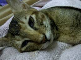 Check spelling or type a new query. Gejala Distemper Pada Kucing Dan Cara Mengobatinya Tanya Dokter Hewan