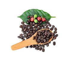 Image result for Coffea sp. A