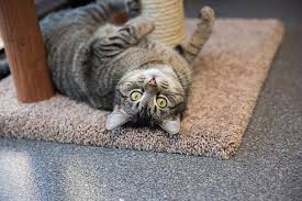 Learn to read cat body language and interpret whether they're playing or preparing to viciously attack a toy, dilated pupils are a sure sign of feline special combination: Cat Body Language Best Friends Animal Society