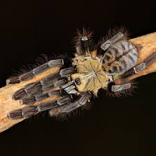 Image result for Striga junodii