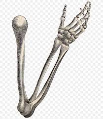 It achieves this impressive dexterity through the interaction of muscles, joints, tendons, ligaments, nerve fibers, and bones. the 27 small, delicate bones in the human hand. Human Skeleton Arm Bone Anatomy Png 660x943px Human Skeleton Anatomy Arm Bone Gift Download Free