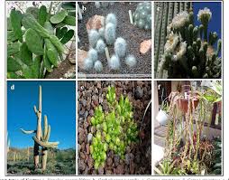 Surprisingly, the cactus is now not only found. Pdf Health Benefits Of Cactus Semantic Scholar