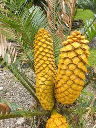 Image result for Encephalartos aplanatus