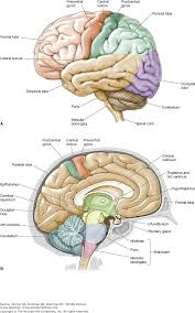 Maybe you would like to learn more about one of these? 30 Label The Bones Of The Skull In Midsagittal View Labels For Your Ideas