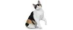 Japanese Bobtail - Wikipedia