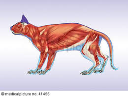 Cat Muscles Doccheck The animator was friz freleng. cat muscles doccheck