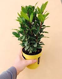 Image result for bay leaf bush foto