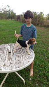 Call / email for more information & availability. Beagle Puppy For Sale In Bedford Va Adn 50166 On Puppyfinder Com Gender Female Age 13 Weeks Old Beagle Puppy Puppies For Sale Puppies
