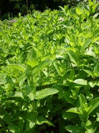 With the help of my research, your christmas eve mojitos and holiday peppermint cupcakes won't suffer the consequences of spearmint, on the other hand, is part of the spicata species and occurs naturally (it's not a plant hybrid). Meet The Mints Garden Gun