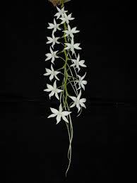 Image result for Aerangis