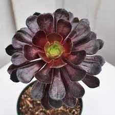 Desert cacti have a unique, stark beauty, and some of the desert cacti feature the most beautiful flowers in the plant kingdom. Aeonium Arboreum Zwartkop Succulents Succulent Landscape Design Black Succulents