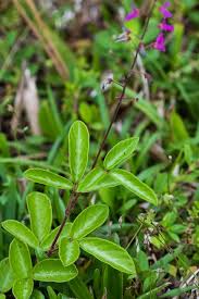 Image result for Desmodium incanum