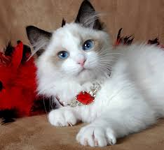 Cats/kittens should never be caged and should be handled on a daily basis to ensure proper socialization. Ragdoll Cat Breeders Ragdoll Kittens For Sale In Ohio Cincinnati Columbus