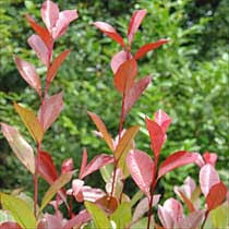 Bbc Gardening Plant Finder Christmas Berry