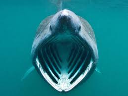 Sulla spiaggia di new york. Lo Squalo Elefante Di 10 Metri Ripreso Davanti Alle Coste Scozzesi Corriere Tv