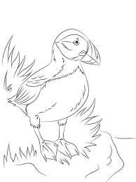 Atlantic Puffin Seabird Coloring Page Free Printable Coloring Pages Bird Coloring Pages Coloring Pages Bird Drawings