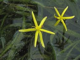 Image result for Heteranthera