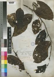 Image result for Morinda lucida