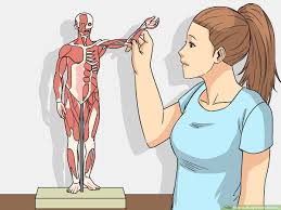 Similar to having a lower back pulled muscle, having a massage may help to decrease muscle tightness and pain in these three simple stretches will help. Simple Ways To Study Muscle Anatomy 12 Steps With Pictures