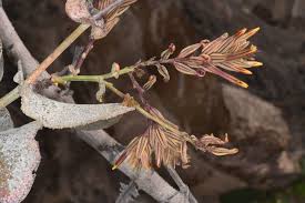 Image result for Plumbago ituriensis