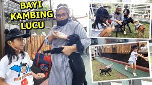 Berikut ini harga tiket masuk farmhouse 2019. Tempat Wisata Rahasia Di Tasikmalaya Lewat Gang Sempit Tempatnya Asik Ada Bayi Kambing Etawa Lucu Youtube