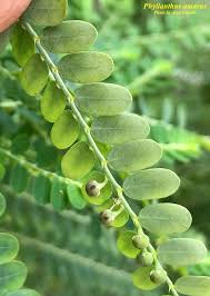 Image result for Phyllanthus fraternus