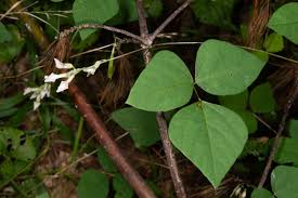 Image result for Amphicarpaea