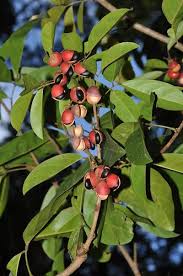 Image result for Connaraceae