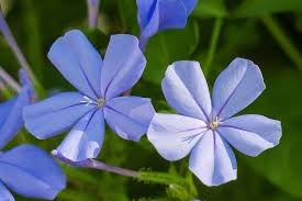 2897 products online at nurserylive. Blue Flower Dan Flower Plant Nature Bloom Green Blue Flowers Light Natural Flowering Hua Xie Pikist