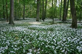 Bildergebnis für wald