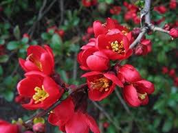 Check spelling or type a new query. 10 Seeds Chaenomeles Japonica Japanese Quince Fruit Tree ê½ƒ ì•¼ìƒ ê½ƒ ì•„ë¦„ë‹¤ìš´ ê½ƒ