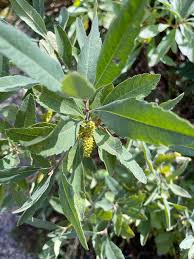 Image result for Myrica