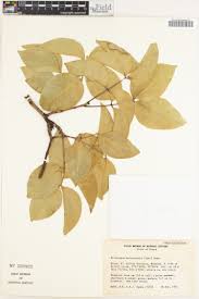 Image result for Pseudobersama