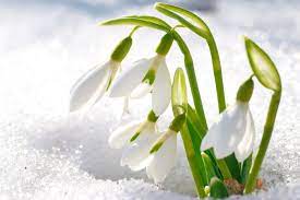 Snowdrop Flower Meaning Flower Meaning