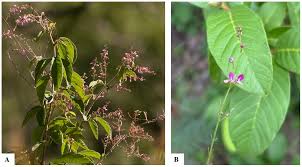 Image result for Grona setigera