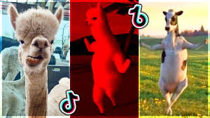 What Does The Mi Pan Su Su Sum Song Mean Viral Tiktok Jam Revealed