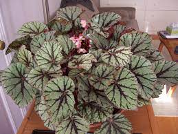 Begonia Rex Tiger Eyes Plants Indoor Plants Begonia