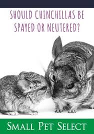 Since chinchillas are a prey species, it is not uncommon for them to get caught in the mouths of predators in the wild, explains dr. 99 Chinchillas Ideas Chinchilla Small Pets Pets