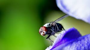 6 Astuces Naturelles Pour Chasser Les Mouches