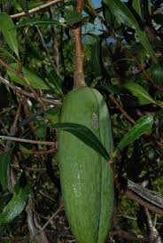 Image result for Stomatostemma monteiroae