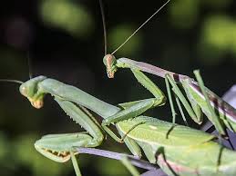 Resultado de imagen de mantis decapitada