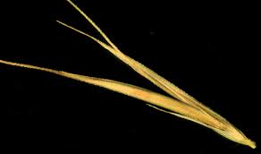 Image result for Enteropogon