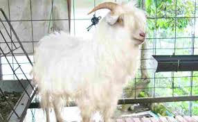 Di malaysia, terdapat banyak sangat jenis rumah dan hartanah, sehingga menyebabkan kekeliruan bagi pembeli rumah. 7 Jenis Kambing Terbaik Yang Cocok Untuk Kurban Tokopedia Blog