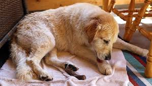 Leck Granulom Bei Hunden Symptome Ursachen Und Behandlungen Haustiere Welt