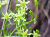 Image result for Bowiea volubilis