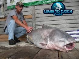 Giant Catfish Legends As Big As Volkswagens Culinarylore Com