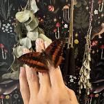 Two Gold Moons Insect Pinning Workshop