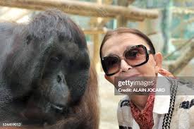 82 Orang Outang Photos & High Res Pictures